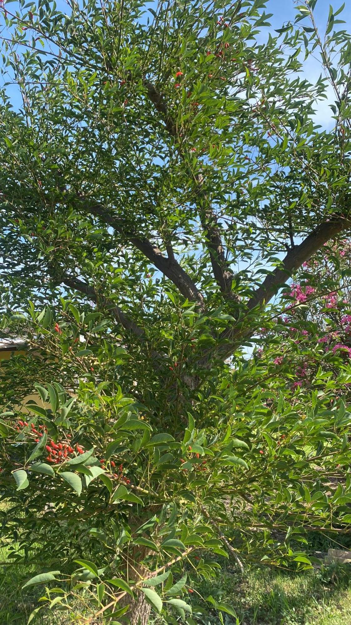 Agrib&B Lemontree Garde'N Syracuse Bagian luar foto