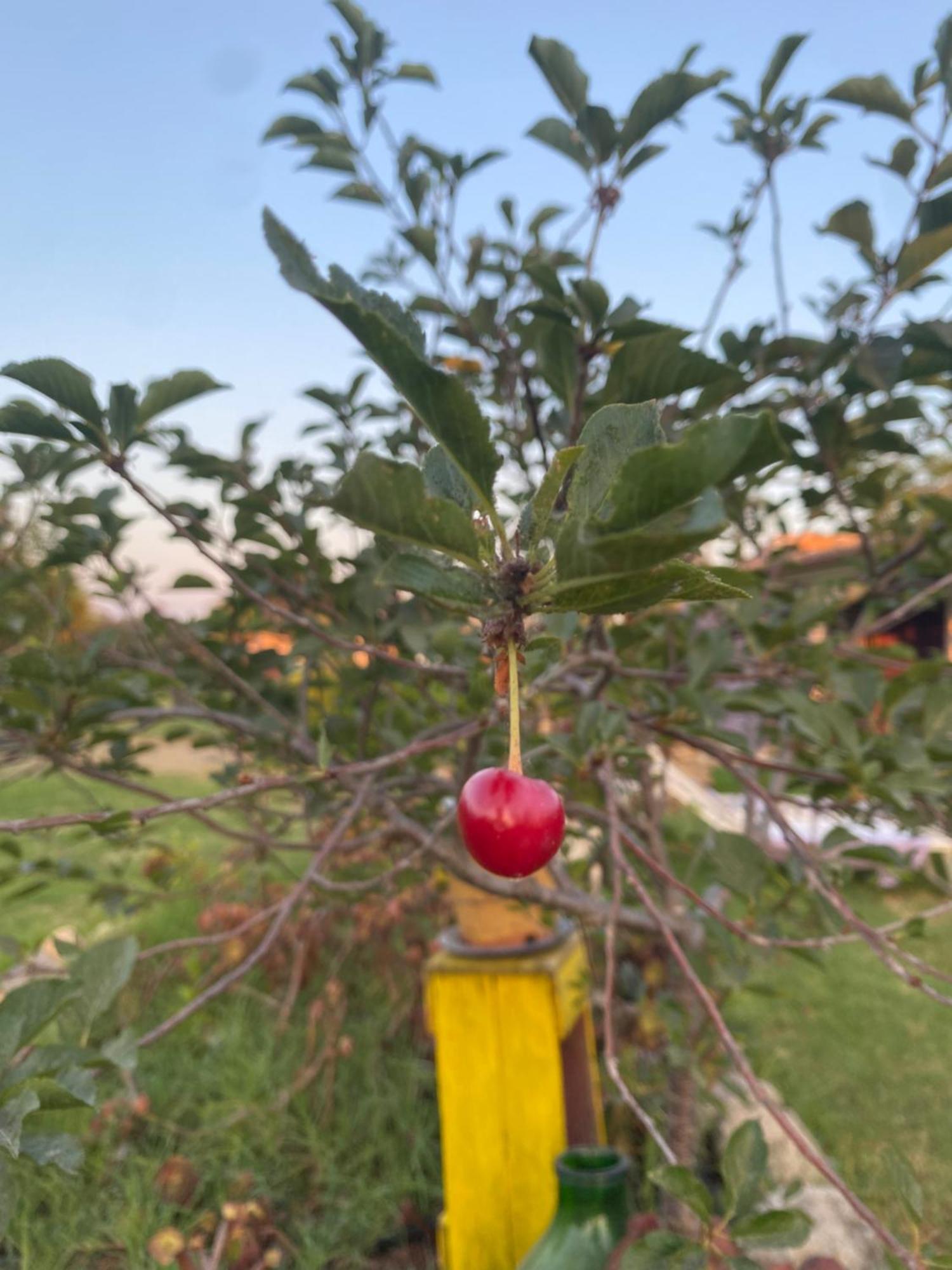 Agrib&B Lemontree Garde'N Syracuse Bagian luar foto