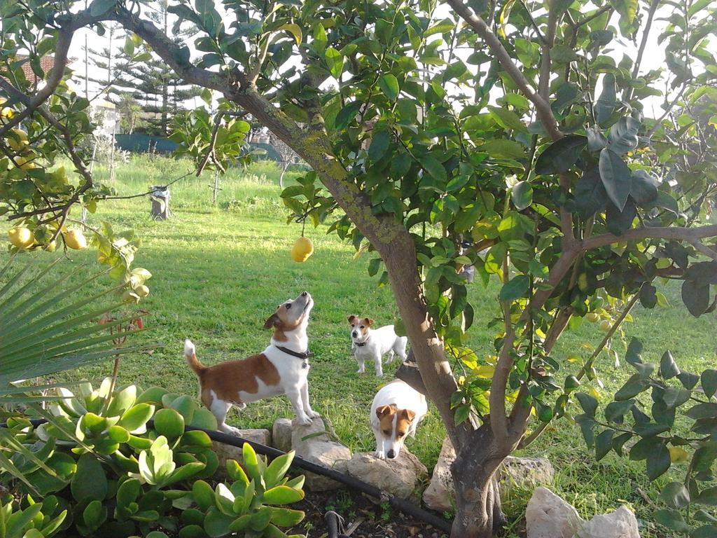 Agrib&B Lemontree Garde'N Syracuse Bagian luar foto